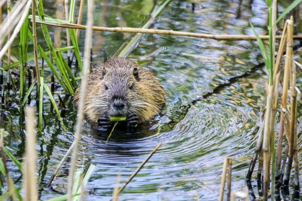 Beaver swims in water