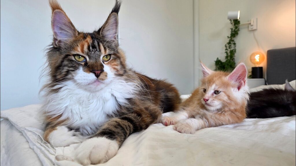 Two Maine Coon cats recline on a bed.