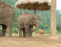baby elephant plays with a basketball
