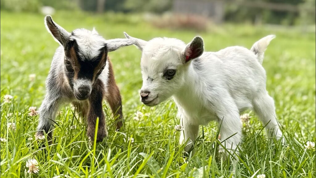 Two baby goats stand in a field of grass.