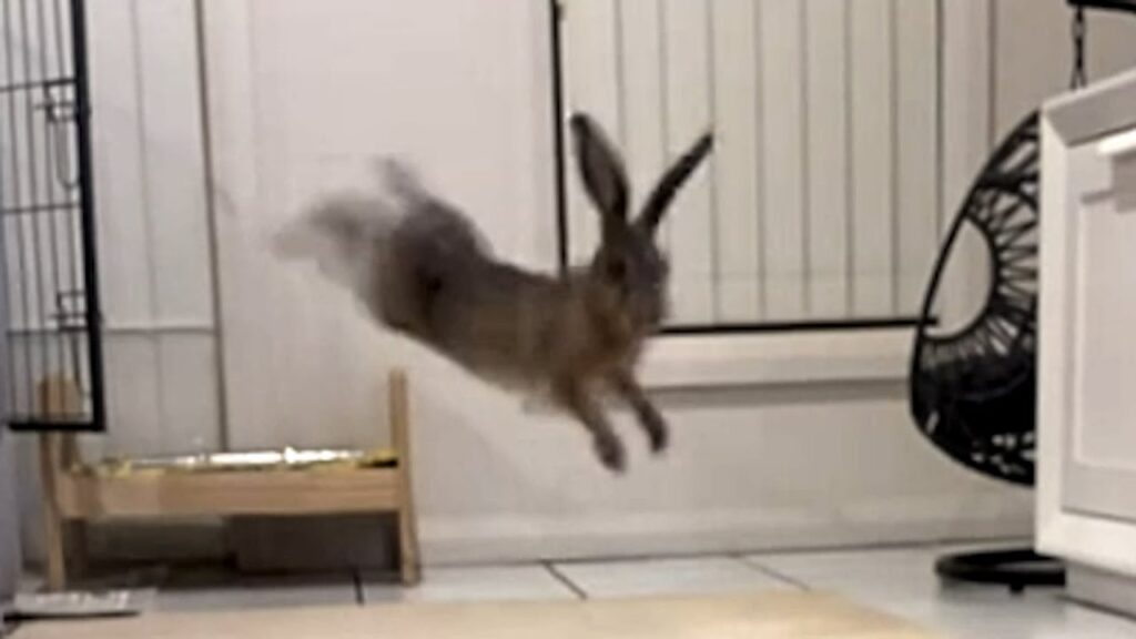 Blurry photo of a hare leaping in mid-air.