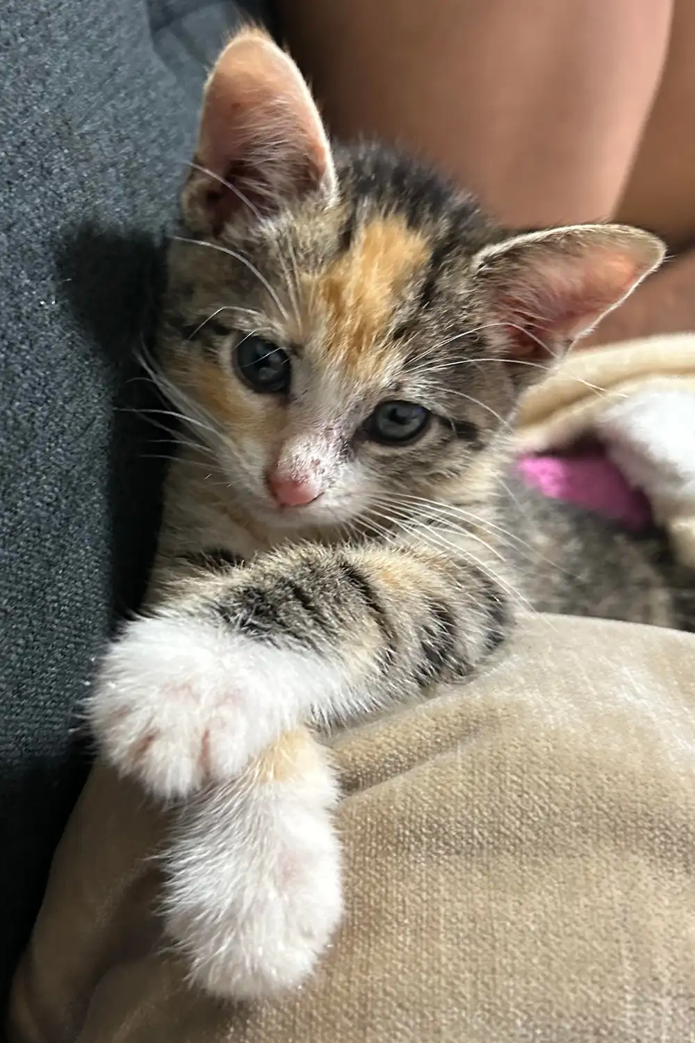 Kitten