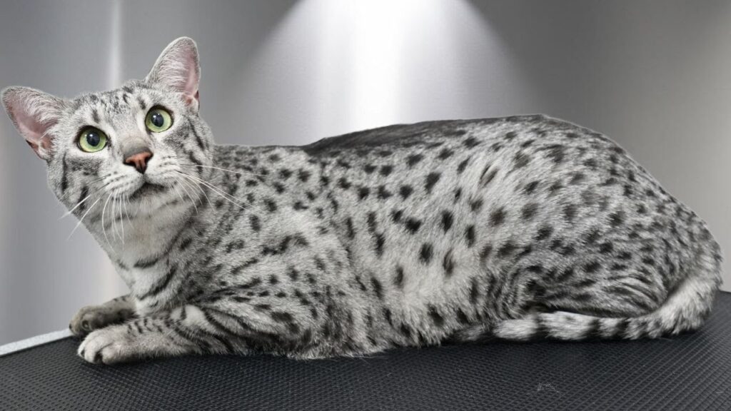 house cat with black spots against white fur
