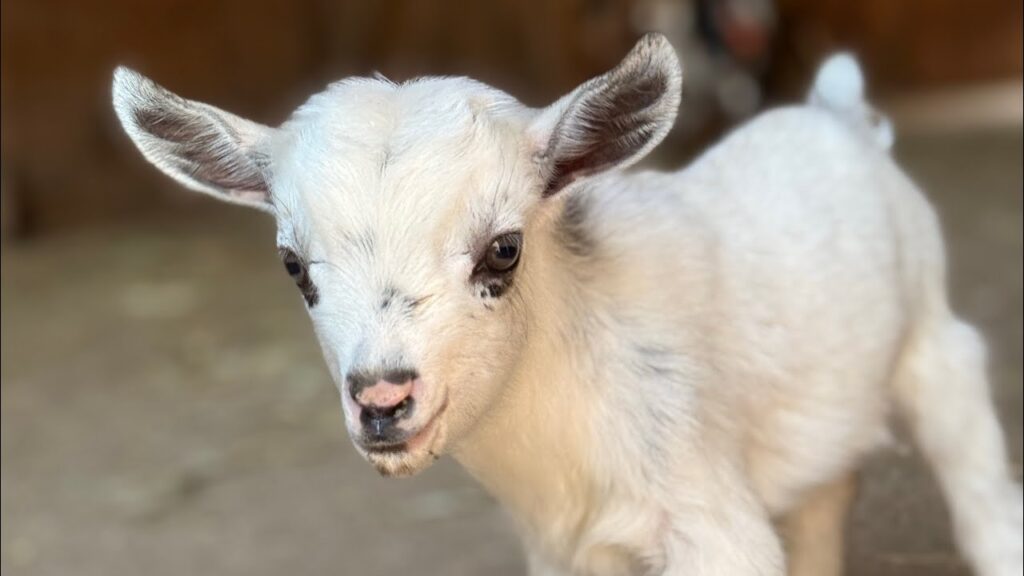 Close up of a white baby goat