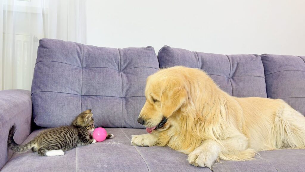 small kitten and golden retriever dog look at each other on a sofa. the kitten is guarding a pink plastic ball.
