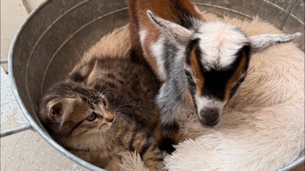 A kitten and a baby goat sit together in a metal tub.