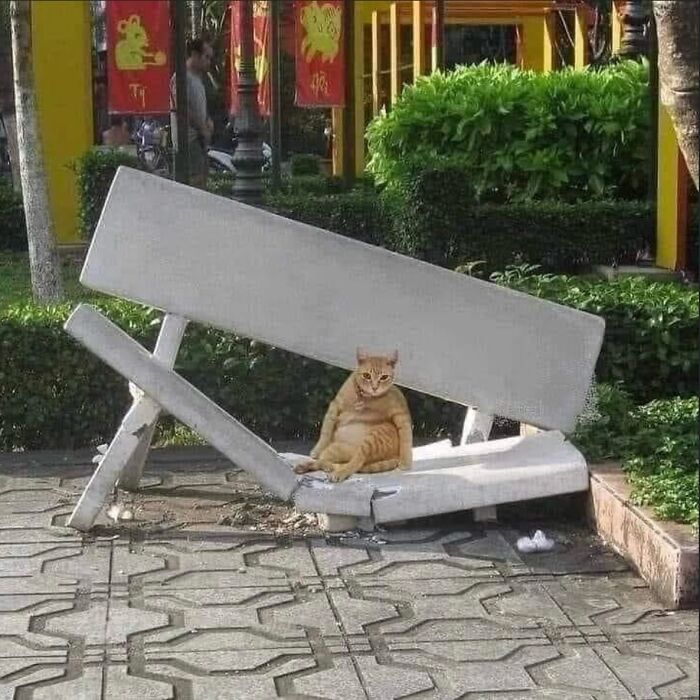 A cat sits on a collapsed bench, creating the appearance that the cat caused the bench to collapse.