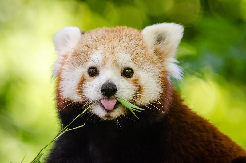 Close up of the face of a red panda sticking out its tongue with a blade of grass in its mouth