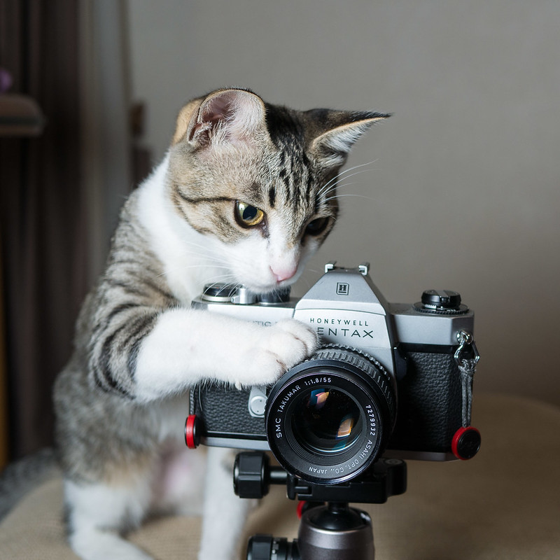 a cat plays with a Honeywell Pentax camera mounted on a small tripod. the cat has black striped fur with white patches on chest and feet.