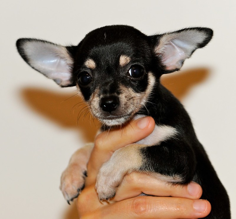 Hand holds a small Chihuahua dog with large bat-like ears.