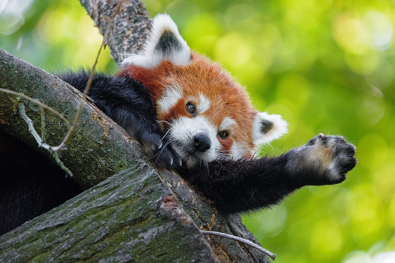 a red panda looks down from a tree branch and extends one paw out