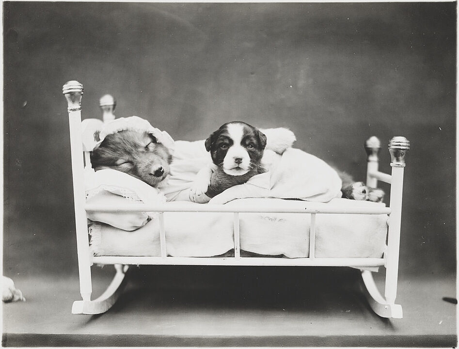 Vintage photo of two puppies asleep in a rocking cradle. The larger of the two puppies is asleep while the smaller is awake and looking at you.