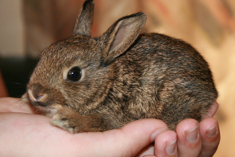 A small rabbit being held by a pair of hands
