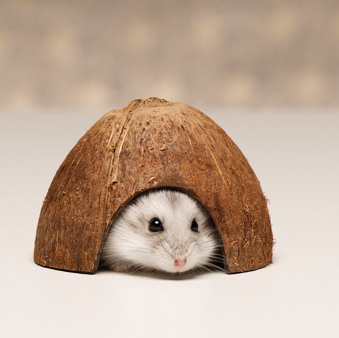 Hamster peeks from inside half a coconut shell with a hole cut onto it