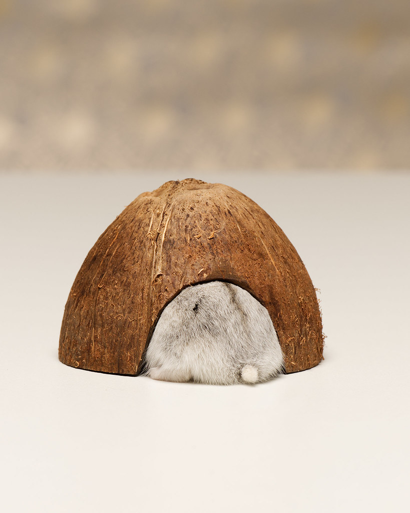 Hamster is now completely inside coconut shell so that only its tail is visible. 