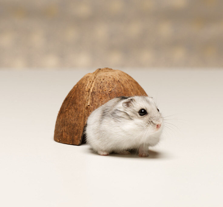 Hamster emerges from coconut shell