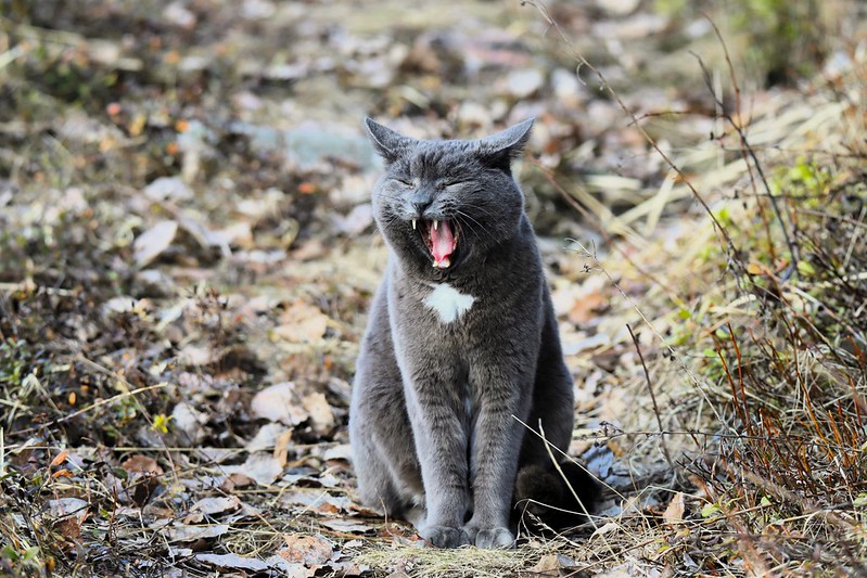 A grey cat caught in mid-yawn with its mouth open stands outdoors on a pathway
