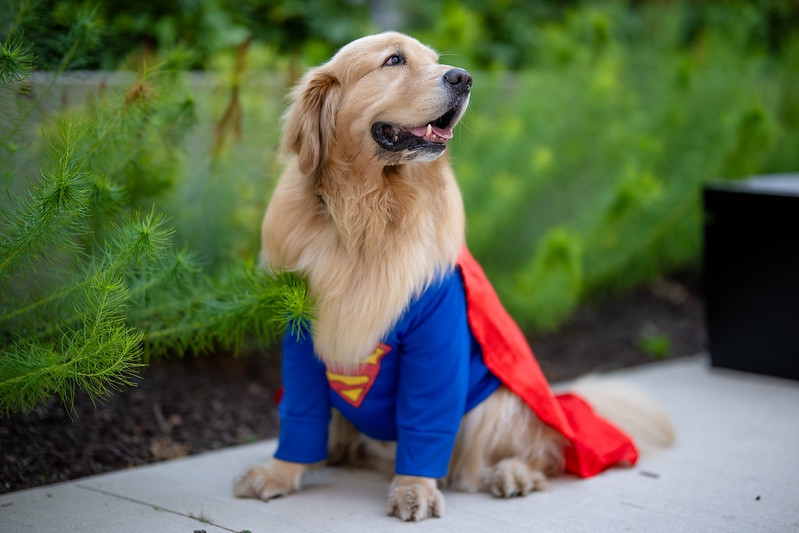 golden retriever dog wears a Superman costume, complete with cape.