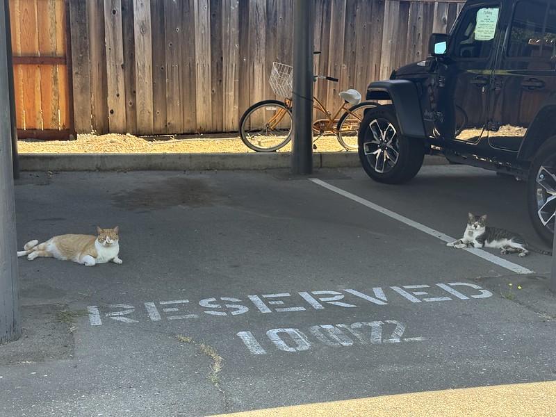 Two cats sit in an empty parking space, with the word "reserved" stenciled on it.