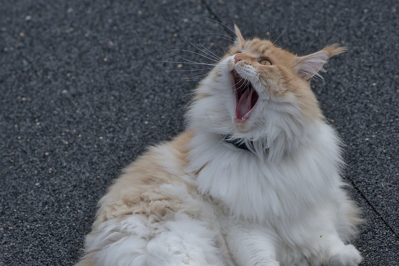 Cat yawns with eyes open