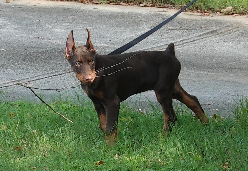 A Doberman Pinscher stands on a green grassy area holding a y-shaped twig in its mouth.