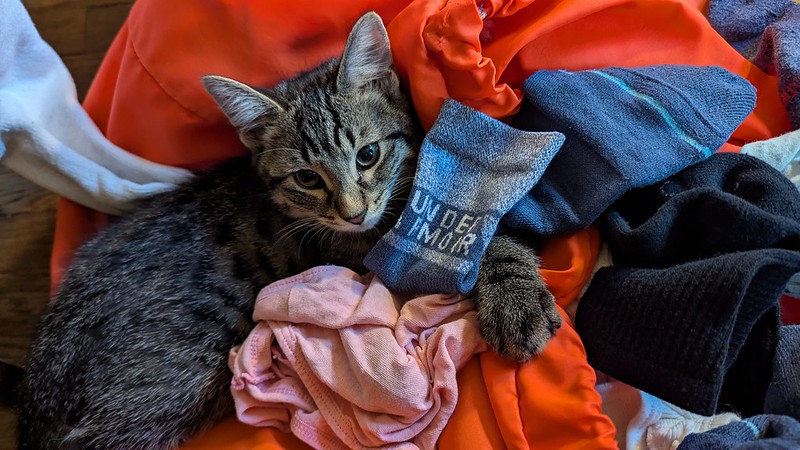 Cat lies down on a pile of clothes including a sock labeled "under armor"