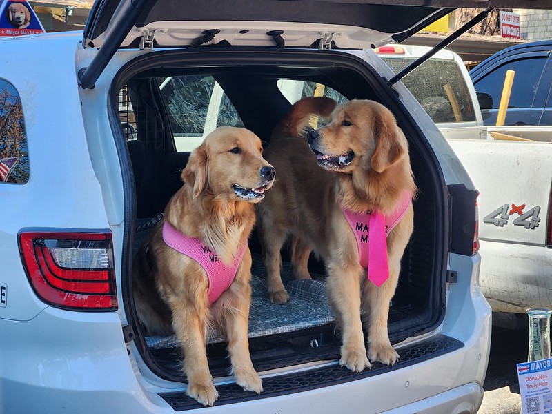 Two Golden retriever dogs stand in the open back of a hatchback vehicle