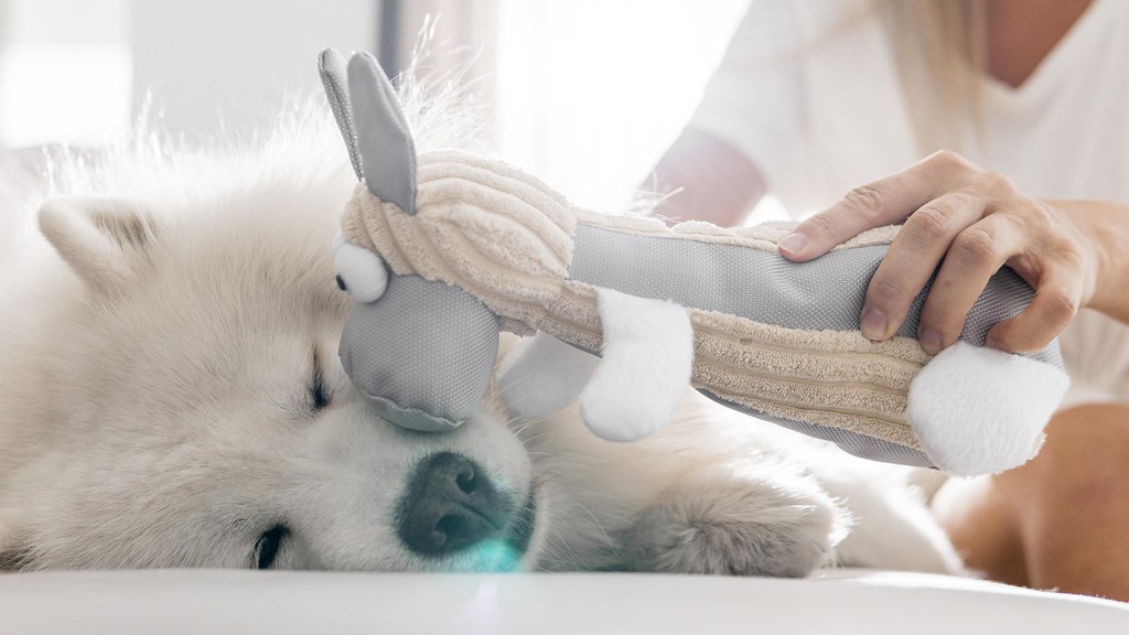 a white dog lies sleeping on its side. A human hand holds a stuffed toy against the dog's cheek.