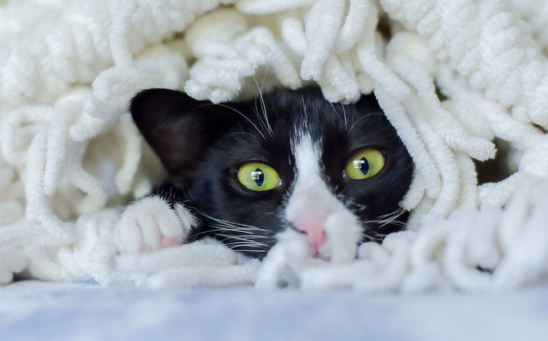 The face of a black and white tuxedo cat peeks out from under a pile of white yarn.