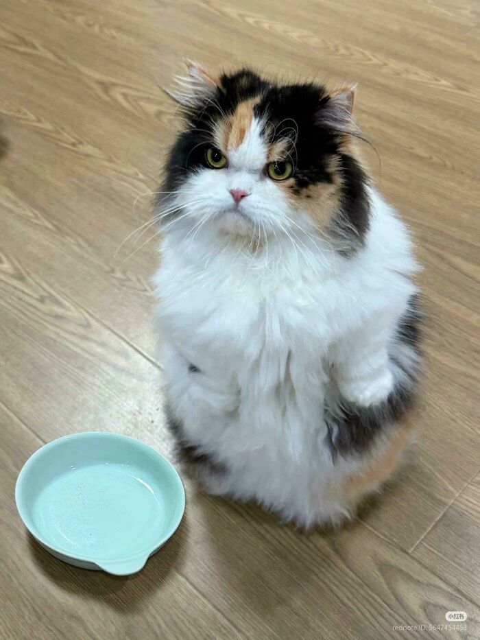 Fluffy calico cat stands on hind legs next to an empty food dish