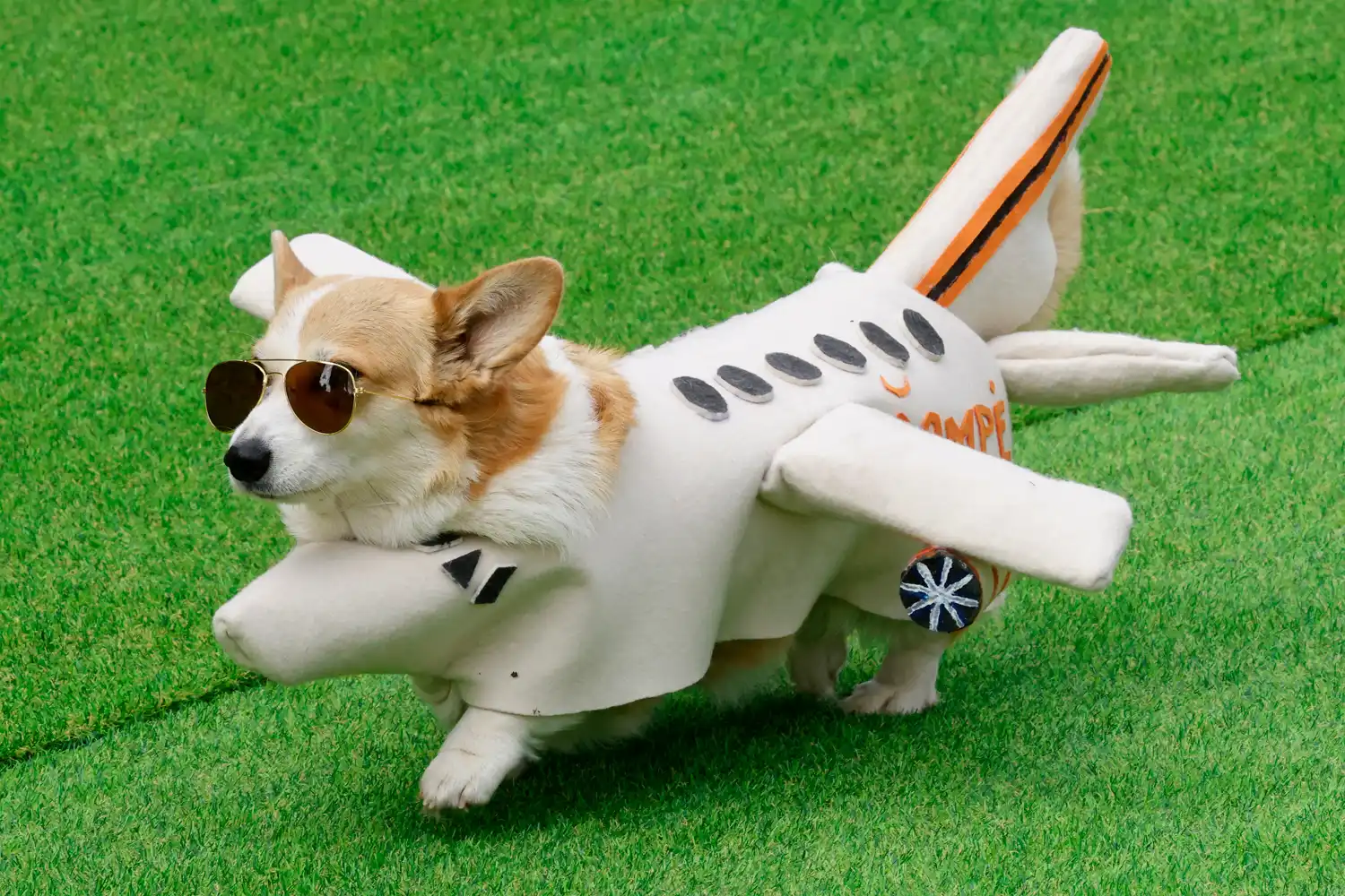 Corgi dog wears a costume looking like an airplane.