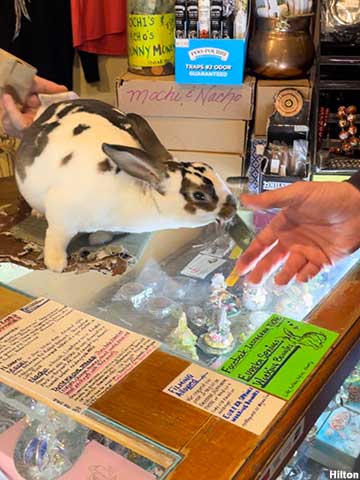 A rabbit stands on the counter of a store and hands a credit card to a customer using its mouth.