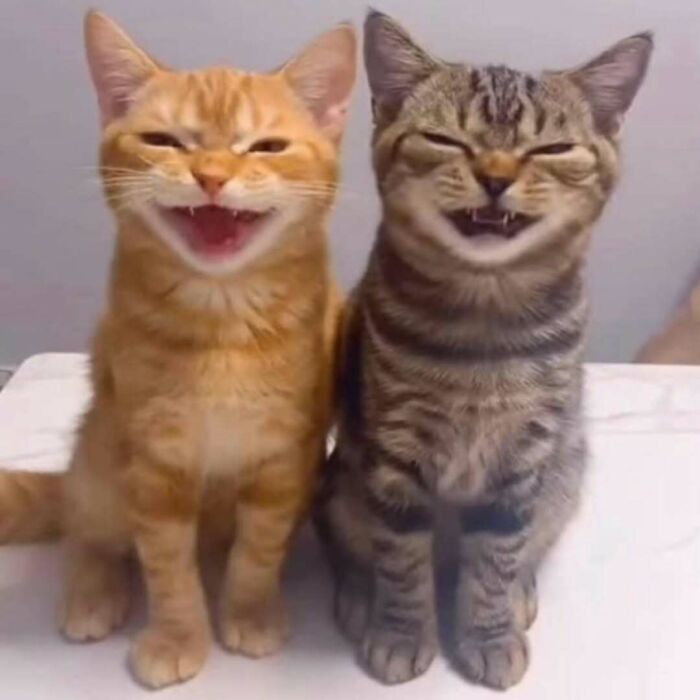 Two kittens sit next to each other looking at you with strange smiley expressions.