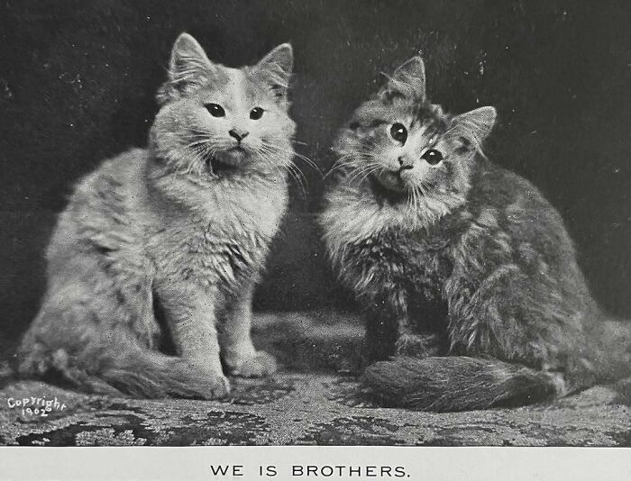 A vintage photograph of two cats sitting side by side with the caption "We is Brothers"