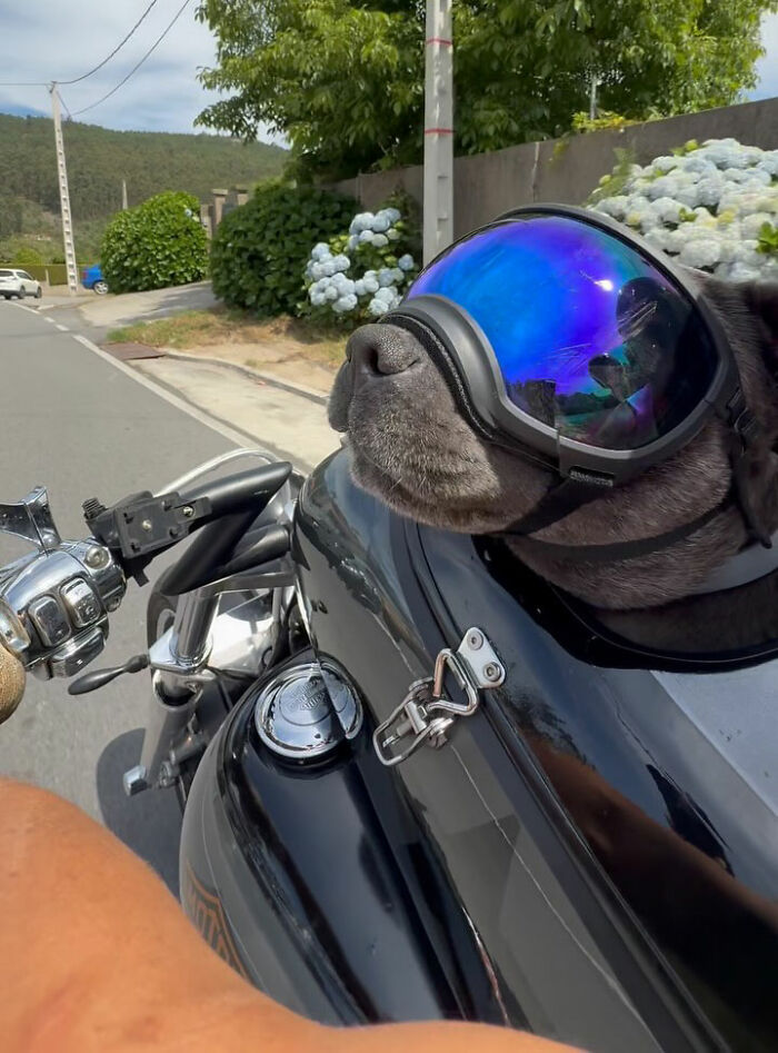 Dog wears motorcycle goggles