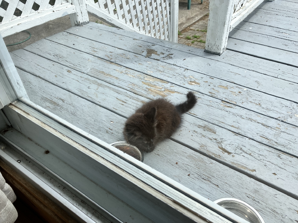 Dark gray kitten rests on a backyard deck with its head pressed against a food dish