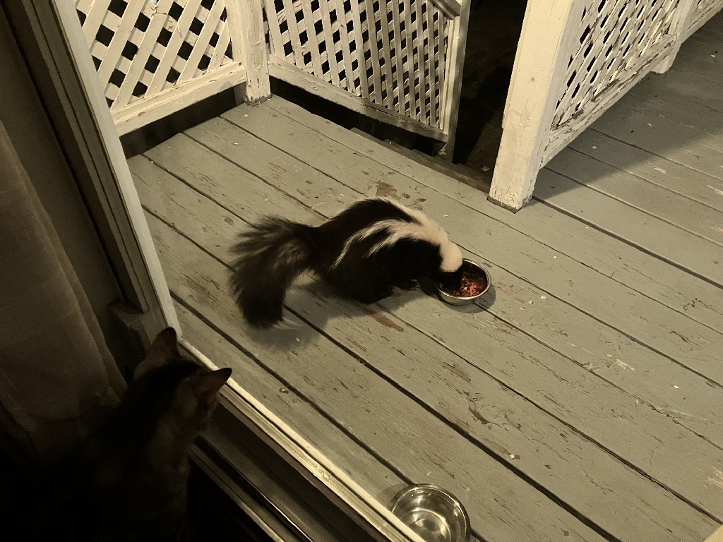 Skunk eats from a food dish on a backyard deck