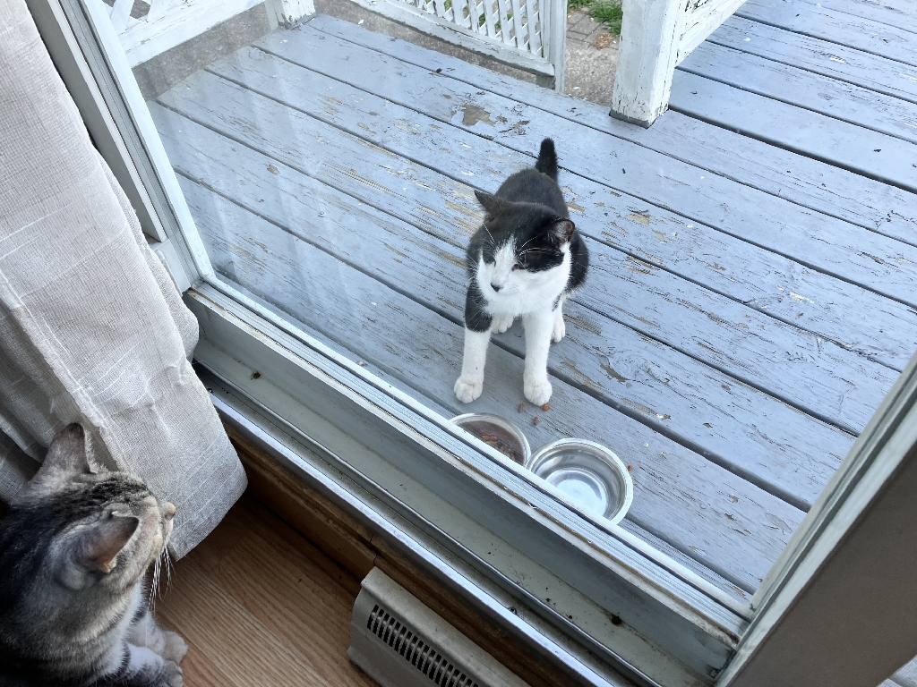 Black and white cat stands on a backyard deck and looks into the window