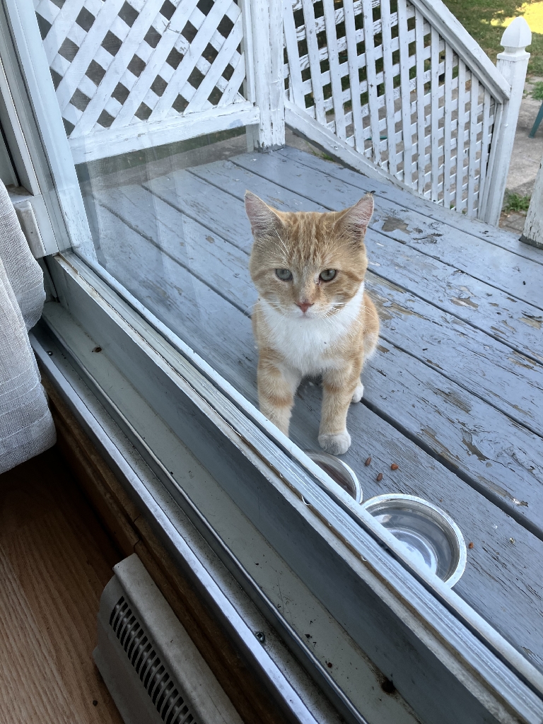 Orange and white cat stands on a backyard deck and looks into the window