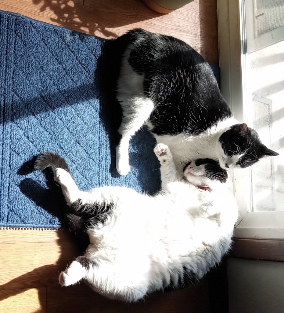 Two black and white cats lie on the floor photographed from overhead