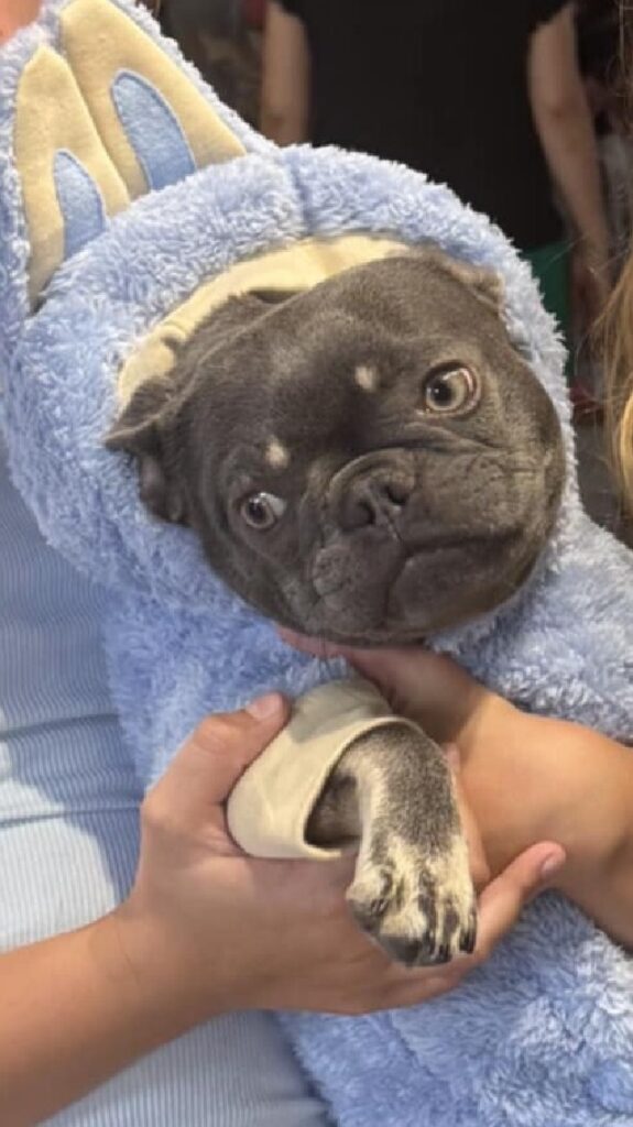 French bulldog wears a blue knit hood. The dog looks off to one side as if embarrassed.