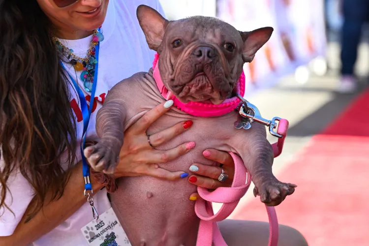 Woman holds up a hairless bulldog with a somewhat droopy face.
