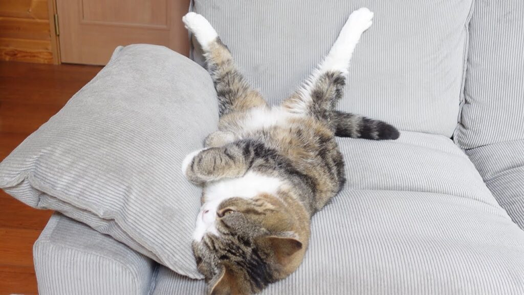 Maru the cat lies on his back on a sofa with his back legs in the air.