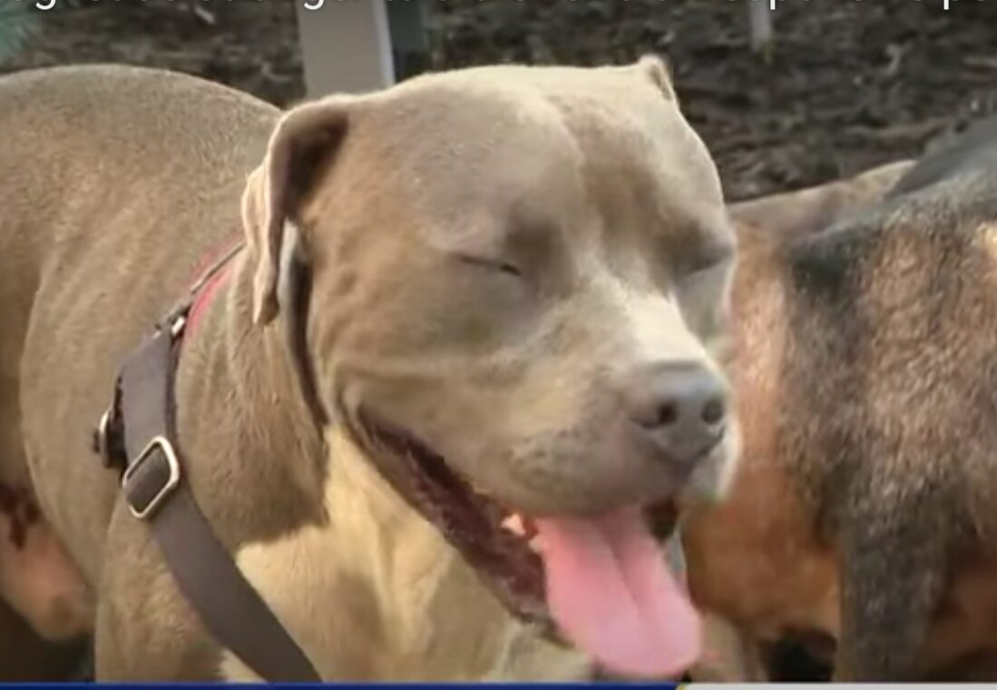 Close up of pitbull dog