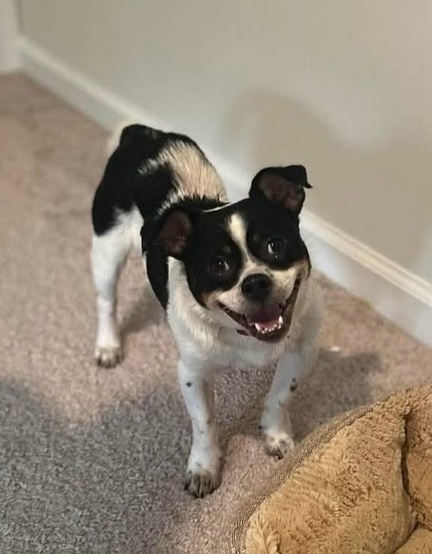 Black and white dog looks up at you and smiles.