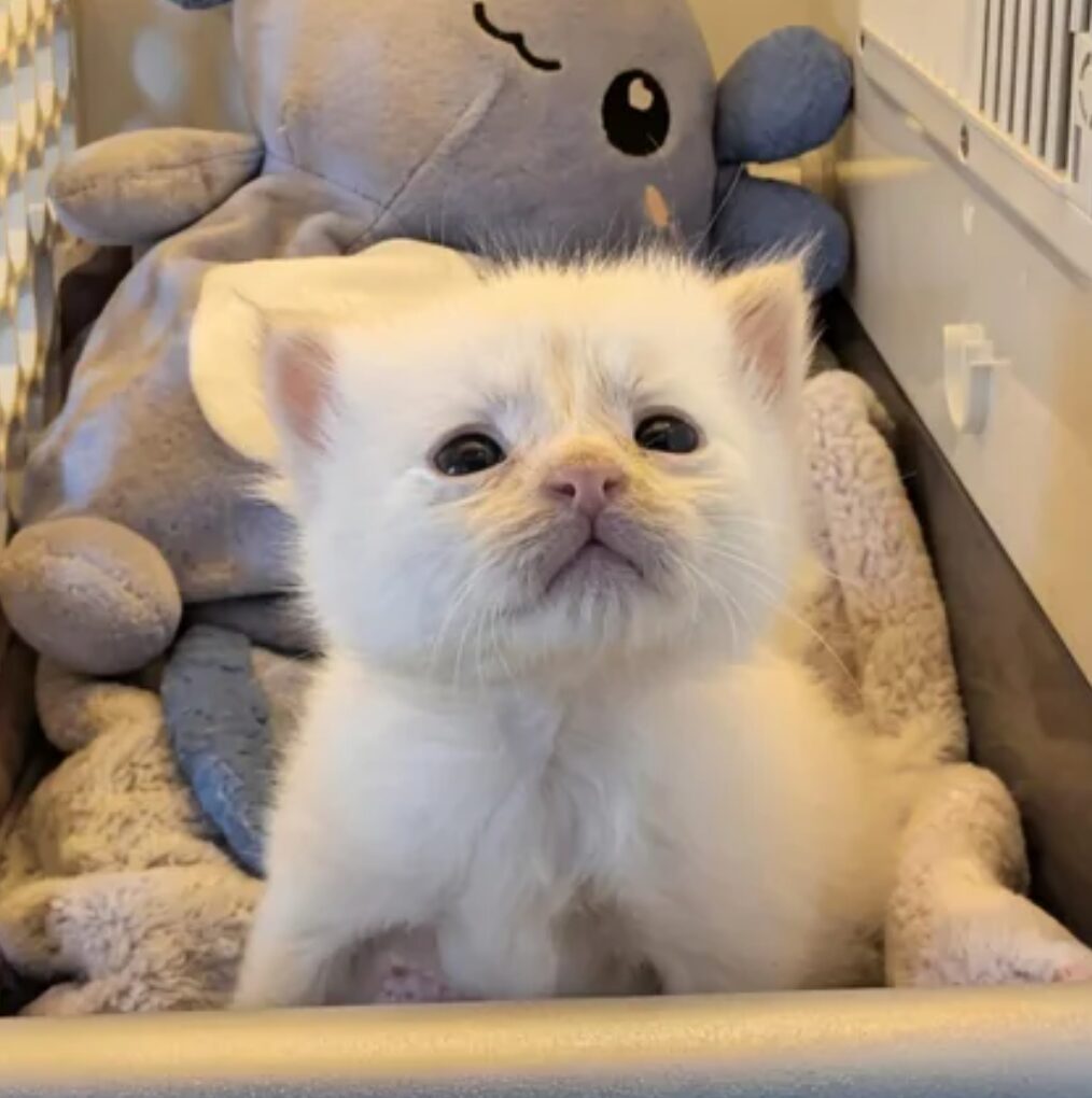 White kitten looks up with a sad expression on its face.