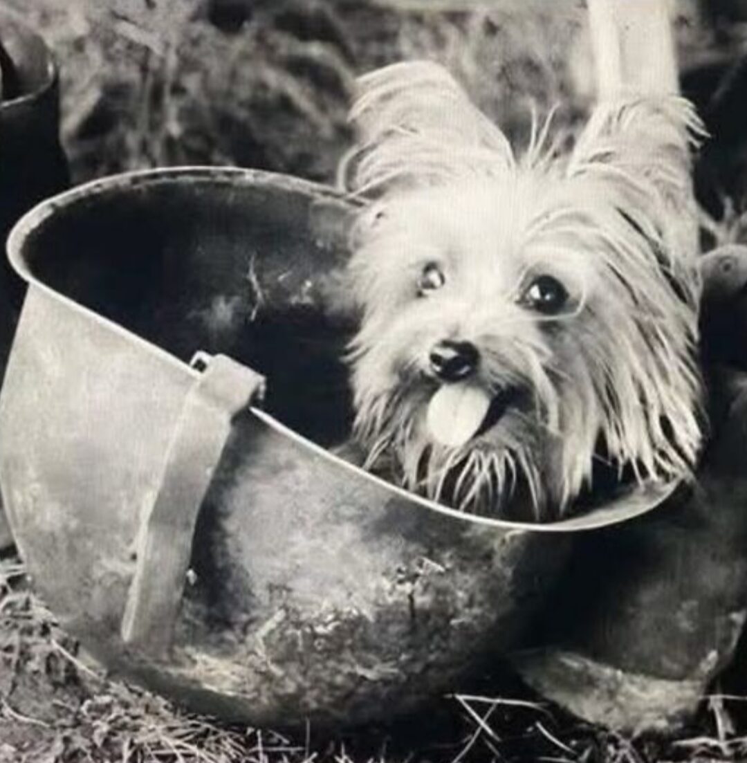 Vintage photograph of a small terrier dog sitting inside an army helmet