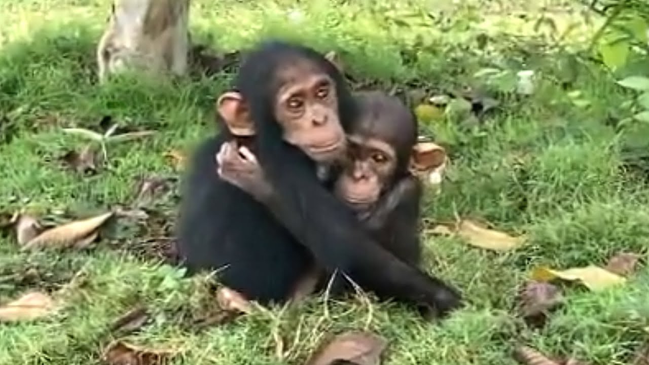 Two baby chimpanzees hold on to each other
