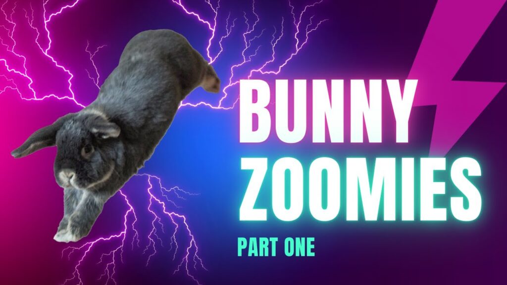Title card from YouTube video showing a bunny leaping with the title "bunny zoomies part one"