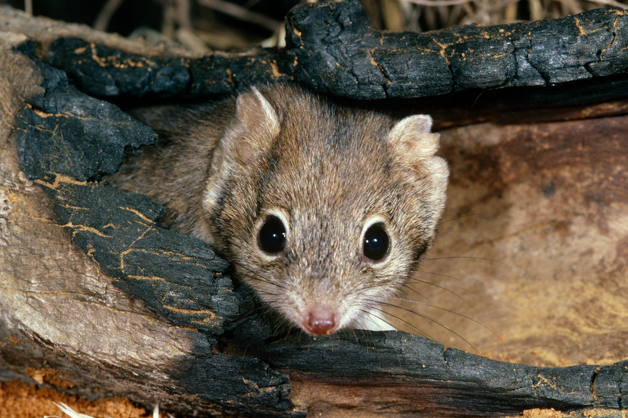 Photo of a rat-sized carnivore called the ampurta.